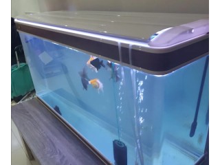 Fish tank aquarium
